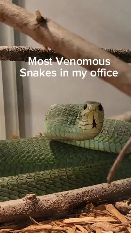 These are the most venomous snakes in my office. #reptiles #fakesnake #venomoussnakes #cobra #boomslang #kingcobra #gaboonviper #pets #top5 