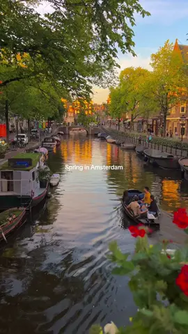 Amsterdam ✨🌷🇳🇱 #fyp #tiktoktravel #amsterdam #thenetherlands #netherlands #amsterdamcity #traveltiktok #travel #beautifuldestinations #cntraveler #iamsterdam #amsterdamtiktok 