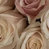 user_8207426