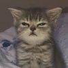 meankittymeowmeow