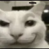 hey_meowmeow
