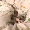 bleujie