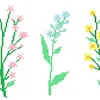 pineapple001