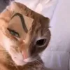 rotdalilas