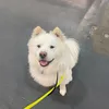 kylenetsai