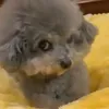 dguailll