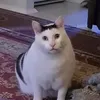 buggalugggs
