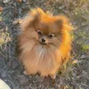 nalalittlepom