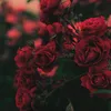 enas_1296