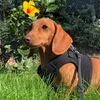 dachshund_sol