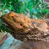 viserion_beardeddragon