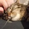 patupatpat