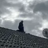 himbeertoni444