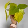 nikki_is_a_vip