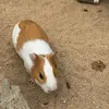 thichanmangcut00