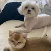 archieandcleopatra