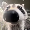 darxann5