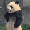 kailsthepanda