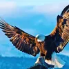hasni_esiret09