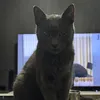 justdpmo