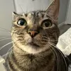 shibbylizzy