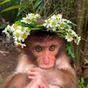 monkybee69