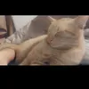 pepperonicat_96