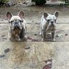 delta_dawgs