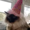 lilyhateschili