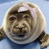 slug.the.seal