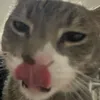 lionfiles