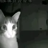 inevitablecow