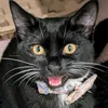 frankiethecat_