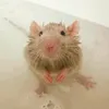 smellyratsoup