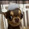 gabi.krajco