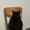 caamirep