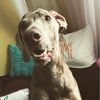 pollock.the.weim