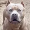 dashidashiiii