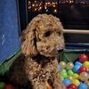 adriana_ctf