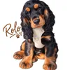 rolotheshowcocker