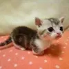 miaoux0x0