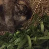 psychrabbit