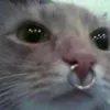 cysivk