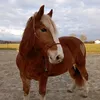 soja_schnitzel