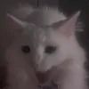spiccykhats