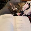 life_with.cats