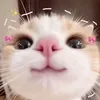 ghee_skye