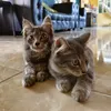 suzan.74_