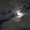 junglelover1