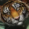 KeNaN🐅